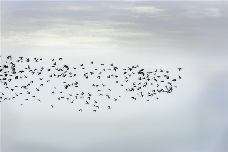 You Know When Youre In Broome When You Witness the World's Greatest Migration
