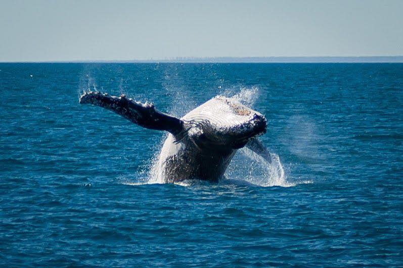 You know you’re in Broome when everyone’s waiting for the humpbacks