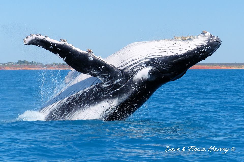 Karma IV Whale Watching Sunset Cruise