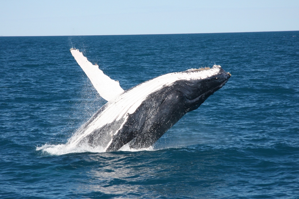 Afternoon Whale Watching Cruise