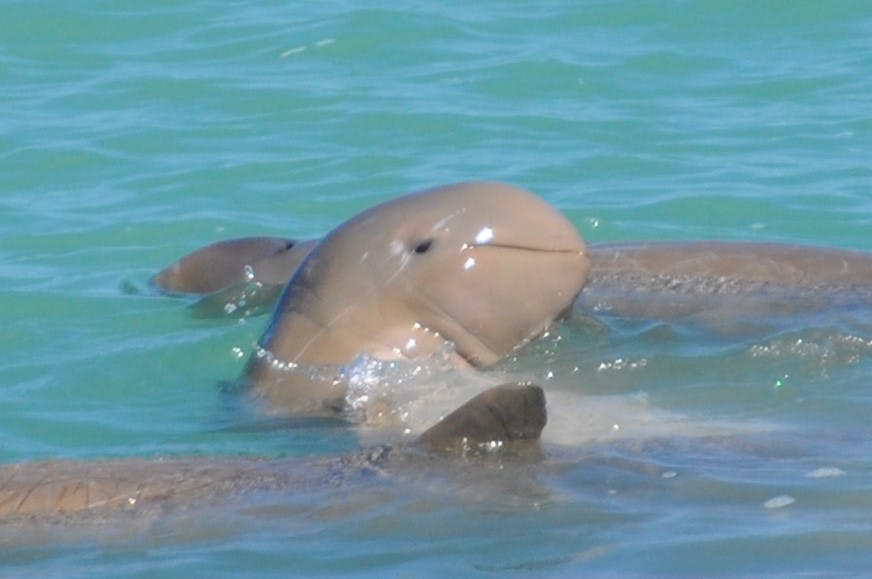 Snubfin Dolphin Eco Tour