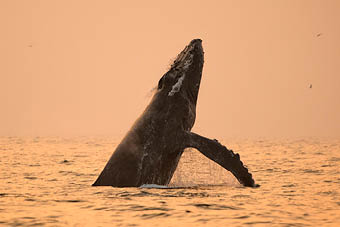 Sunset Whale Watching