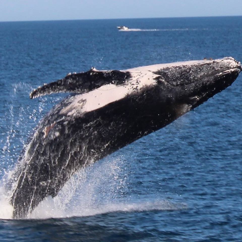Broome Whale Watching and Sunset Cruise