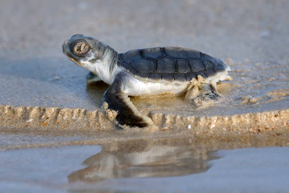 Discovering Marine Turtles