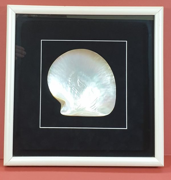 Framed Broome Pearl Shell